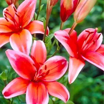 Лилия азиатская Ред Электрик