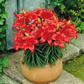 Лилия азиатская Ред Карпет