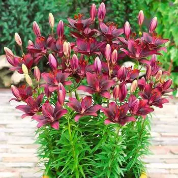 Лилия азиатская Свит Лорд
