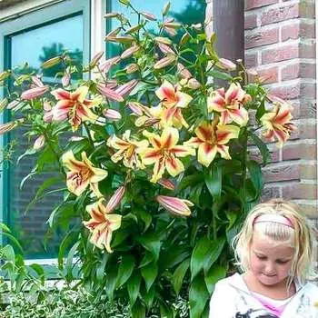 Лилия-дерево Роберт Свонсон