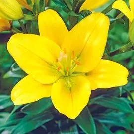 Лилия (ЛА-гибрид) Голден Тайкун