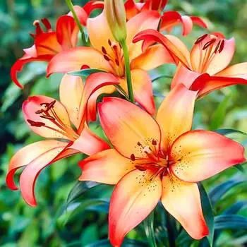 Лилия (ЛА-гибрид) Роял Сансет