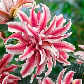 Лилия восточная махровая Мэджик Стар