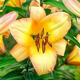 Лилия (ОТ-гибрид) Буги Вуги