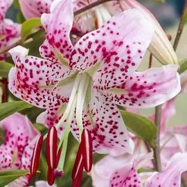 Лилия тигровая Специозум Ушида