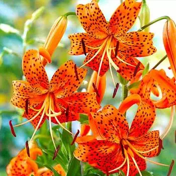 Лилия тигровая Тигринум Спленденс