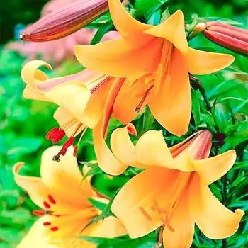 Лилия трубчатая Африкан Квин