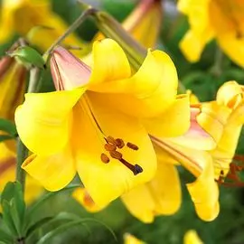 Лилия трубчатая Голден Сплендор