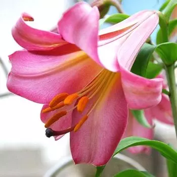 Лилия трубчатая Пинк Перфекшн