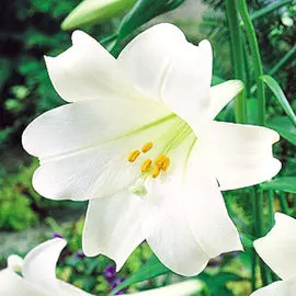 Лилия трубчатая Вайт Хевен