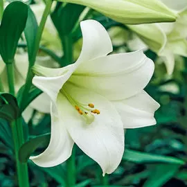 Лилия трубчатая Жуль Верн