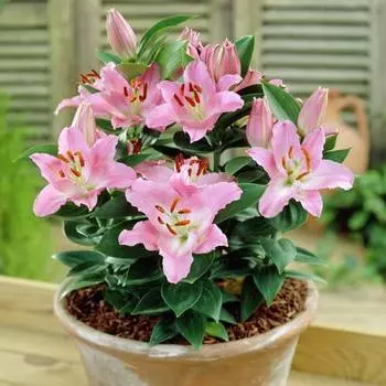 Лилия восточная Литтл Джон