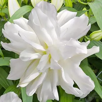 Лилия восточная махровая Лотус Айс