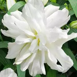 Лилия восточная махровая Лотус Айс