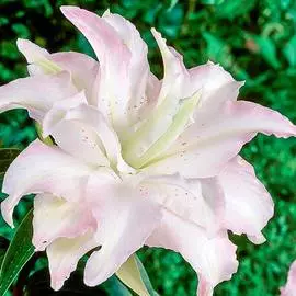 Лилия восточная Мисс Люси