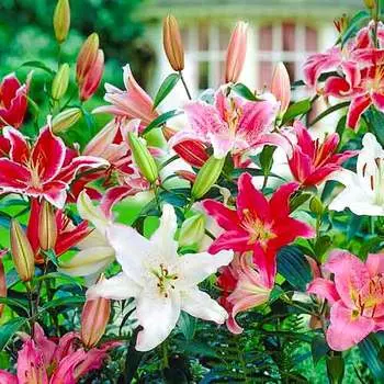 Лилия восточная, микс