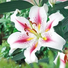 Лилия восточная Рози Доун