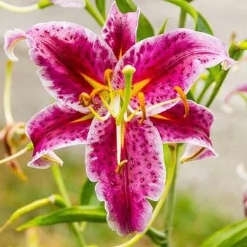 Лилия восточная Старгейзер