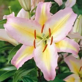 Лилия восточная Звездный Класс