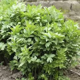 Любисток Ароматный чародей