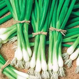 Лук батун Апрельский