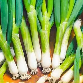 Лук батун Байя Верде