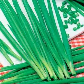 Лук на зелень Энерджи