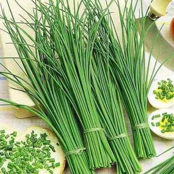 Лук на зелень шнитт Чемал, семена