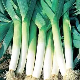 Лук порей Сибирский великан F1