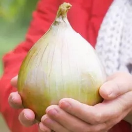 Лук репчатый Богатырская сила