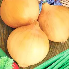 Лук репчатый Эксибишен