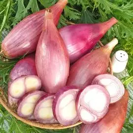 Лук репчатый Карамель