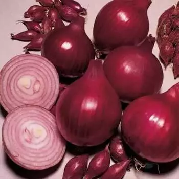 Лук репчатый Ред барон Русский огород НК