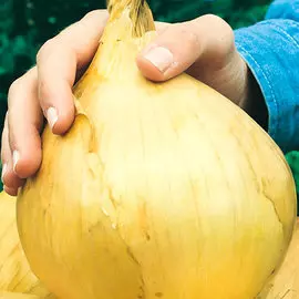 Лук репчатый Русский Размер