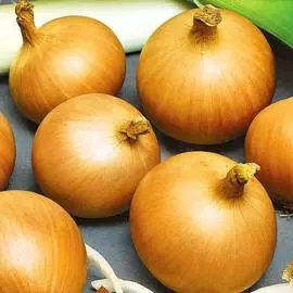 Лук репчатый Спирит F1