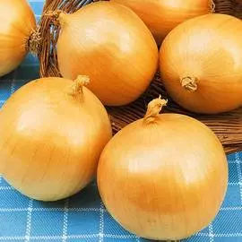 Лук репчатый Золотистый Семко F1