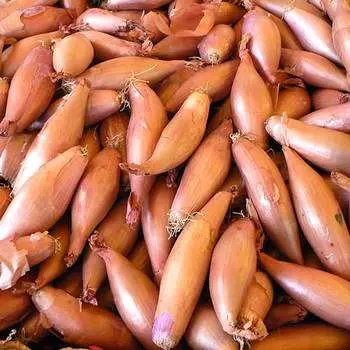 Лук шалот Деликатес