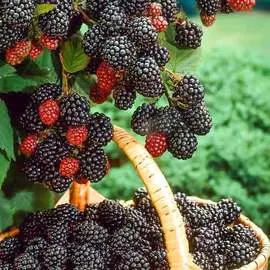 Малина черная Бристоль