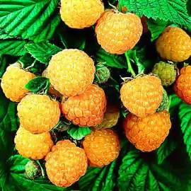 Малина крупноплодная Золотая Королева