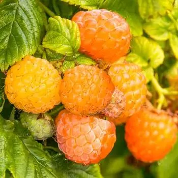 Малина ремонтантная Фолголд