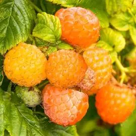 Малина ремонтантная Фолголд