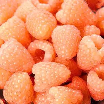 Малина ремонтантная Гигант оранжевая