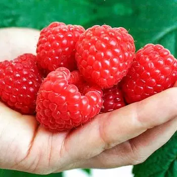 Малина ремонтантная Химбо Топ