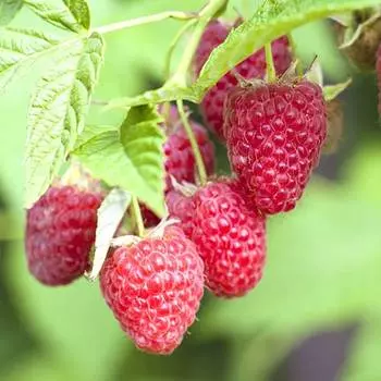 Малина ремонтантная Недосягаемая