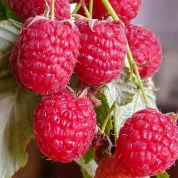 Малина ремонтантная Полана