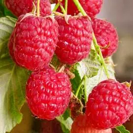 Малина ремонтантная Полана