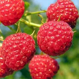 Малина ремонтантная Полка