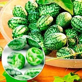 Мелотрия Колибри