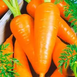 Морковь Абако F1
