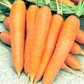 Морковь Алтайская лакомка